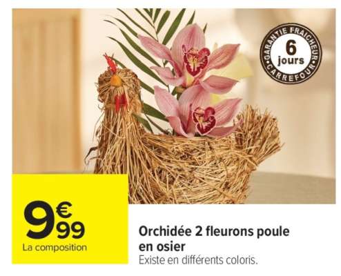 Orchidée 2 fleurons poule en osier