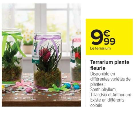 Terrarium plante fleurie