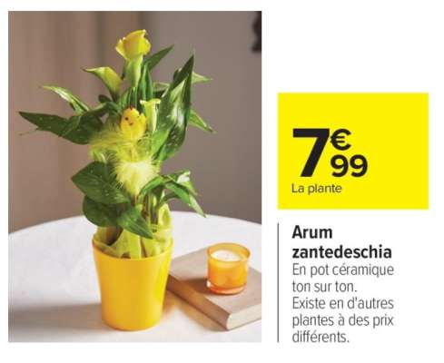 Arum zantedeschia