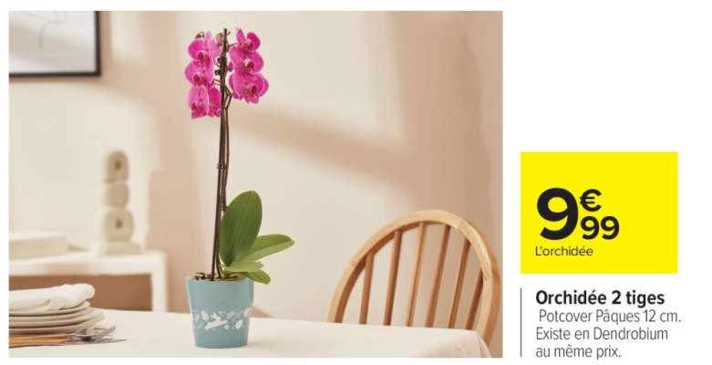 Orchidée 2 tiges