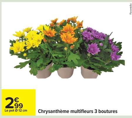 Chrysanthème multifleurs 3 boutures