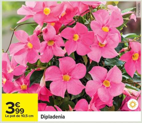 Dipladenia