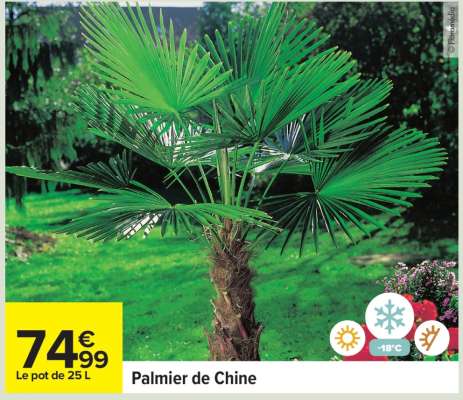 Palmier de Chine