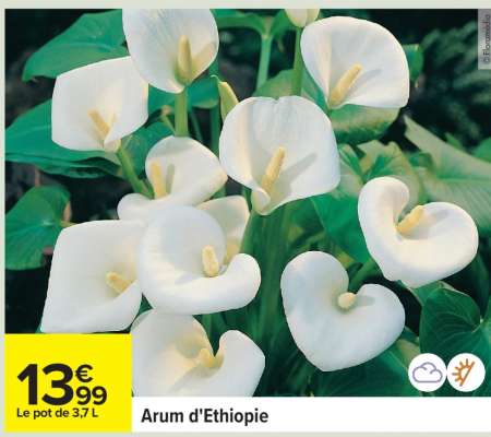 Arum d'Ethiopie