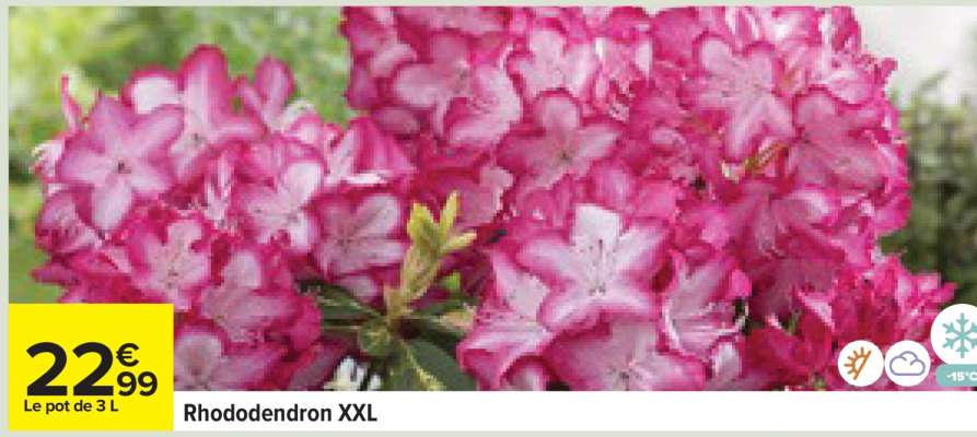 Rhododendron XXL