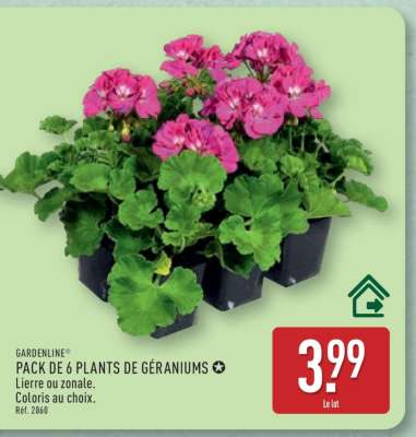 PACK DE 6 PLANTS DE GÉRANIUMS