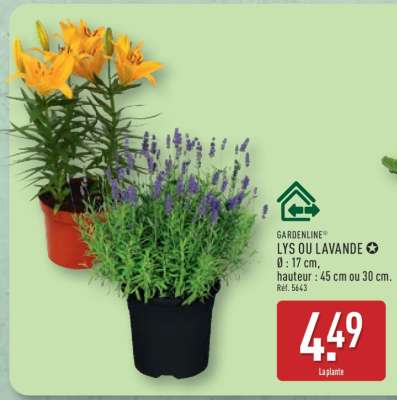 GARDENLINE® LYS OU LAVANDE