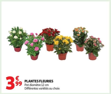 Plantes Fleuries