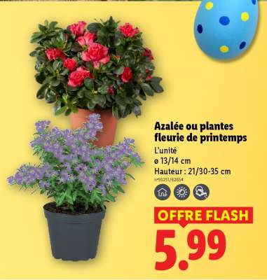 Azalée ou plantes fleurie de printemps