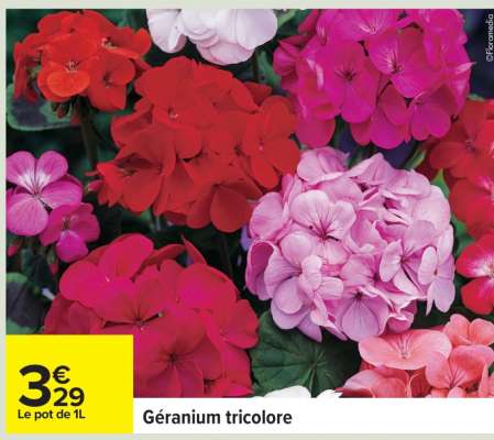 Géranium tricolore