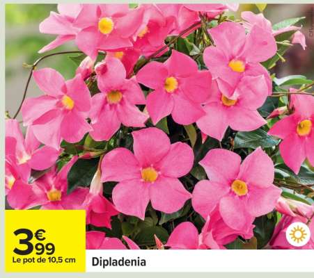 Dipladenia
