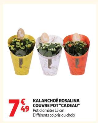 KALANCHOË ROSALINA COUVRE POT "CADEAU"