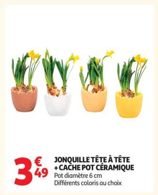 JONQUILLE TÊTE À TÊTE + CACHE POT CÉRAMIQUE