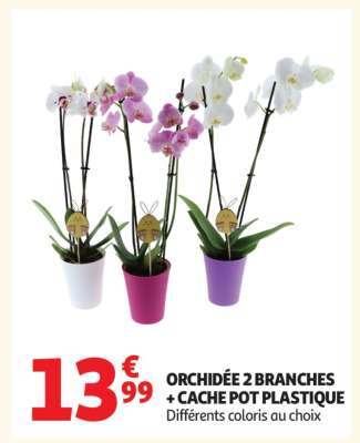 ORCHIDÉE 2 BRANCHES CACHE POT PLASTIQUE