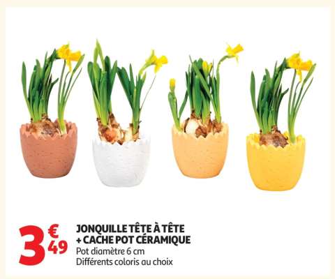 JONQUILLE TÊTE À TÊTE + CACHE POT CÉRAMIQUE