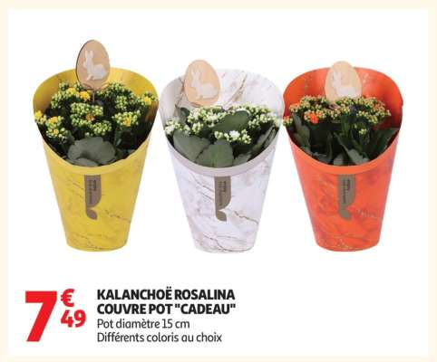 KALANCHOË ROSALINA COUVRE POT "CADEAU"