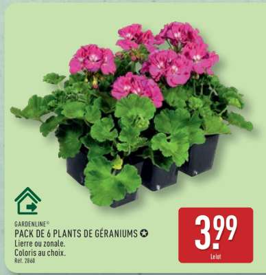 PACK DE 6 PLANTS DE GÉRANIUMS