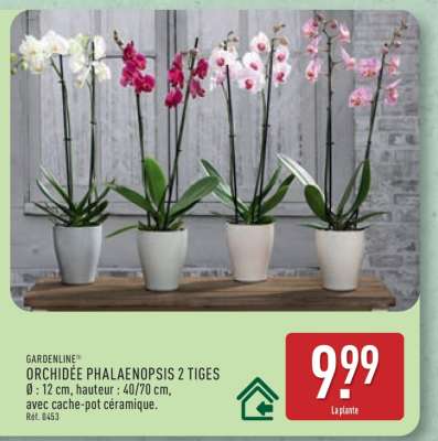 ORCHIDÉE PHALAENOPSIS 2 TIGES