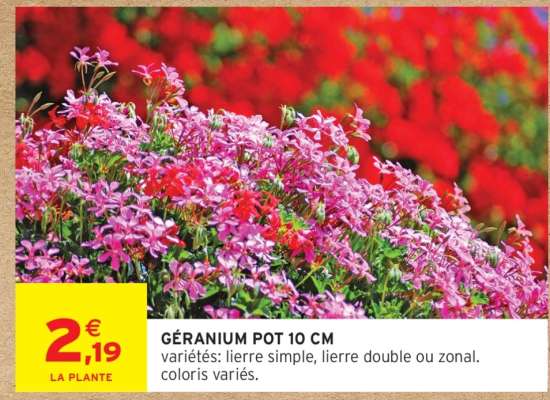 Géranium Pot 10 cm