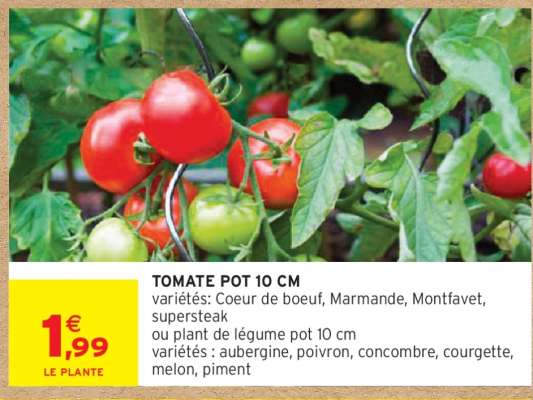 TOMATE POT 10 CM