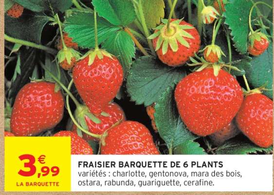 FRAISIER BARQUETTE DE 6 PLANTS