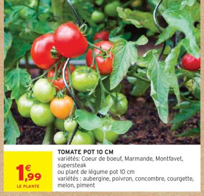 TOMATE POT 10 CM