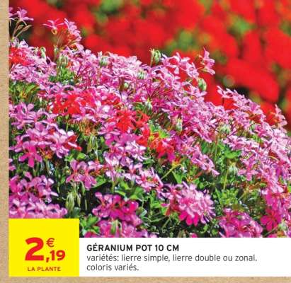 Géranium Pot 10 cm