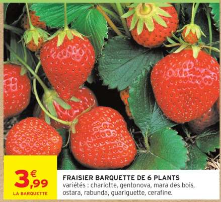 FRAISIER BARQUETTE DE 6 PLANTS