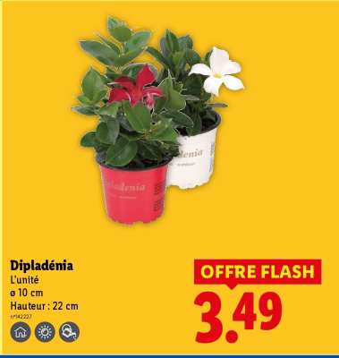 Dipladenia