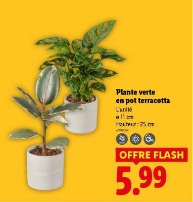 Plante verte en pot terracotta