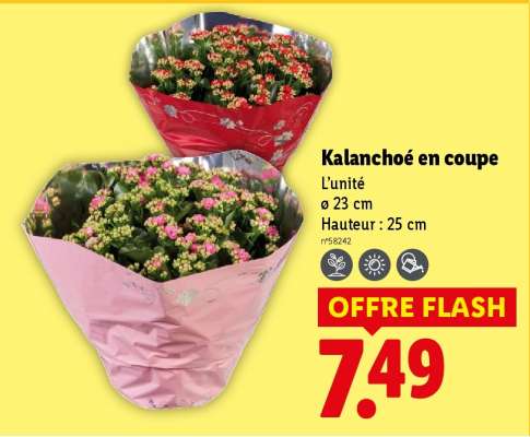 Kalanchoé en coupe