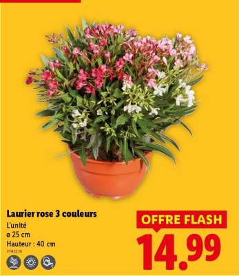 Laurier rose 3 couleurs