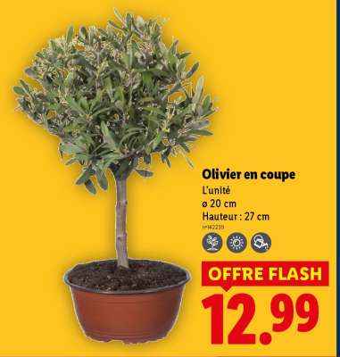 Olivier en coupe