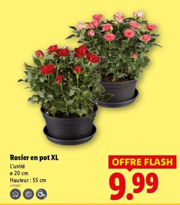 Rosier en pot XL