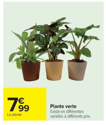 Plante verte