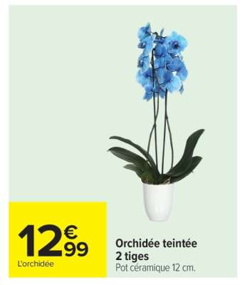 Orchidée teintée
