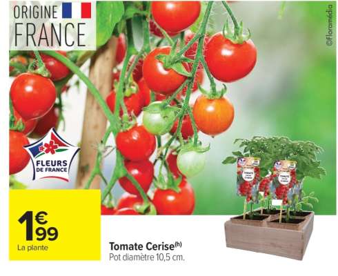 Tomate cerise