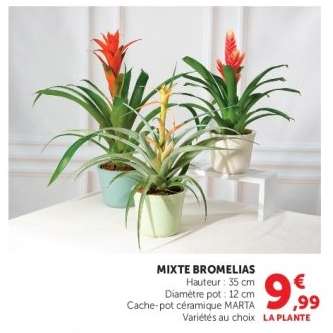MIXTE BROMELIAS