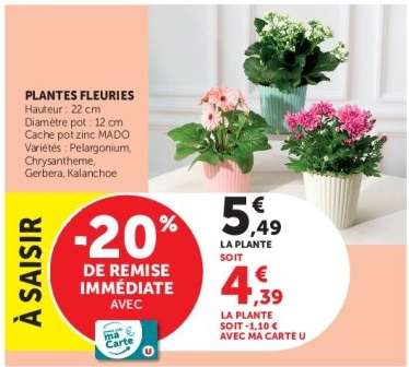 Plantes Fleuries