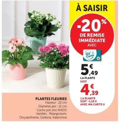 Plantes Fleuries