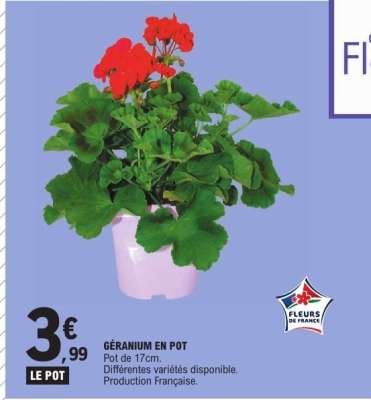 GÉRANIUM EN POT