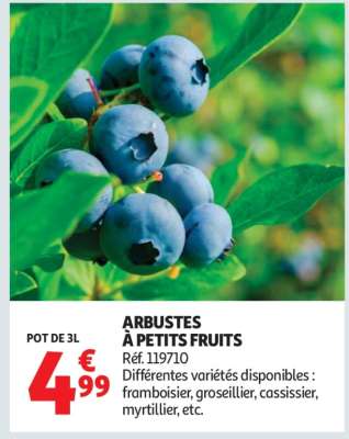 Arbustes À Petits Fruits