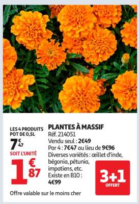 Plantes à massif