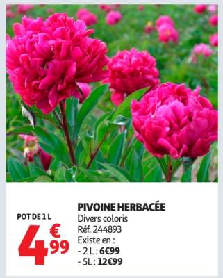 PIVOINE HERBACÉE