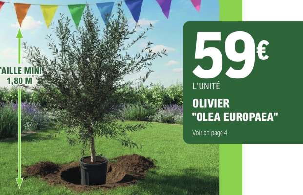 Olivier (Olea Europaea)