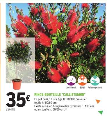 RINCE-BOUTEILLE 'CALLISTEMON'