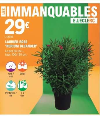 LAURIER ROSE 'NERIUM OLEANDER'
