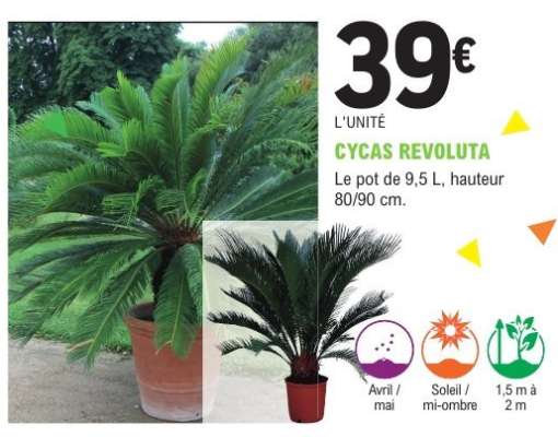 Cycas Revoluta
