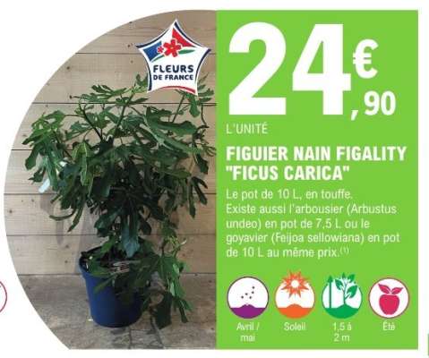 FIGUIER NAIN FIGALITY "FICUS CARICA"