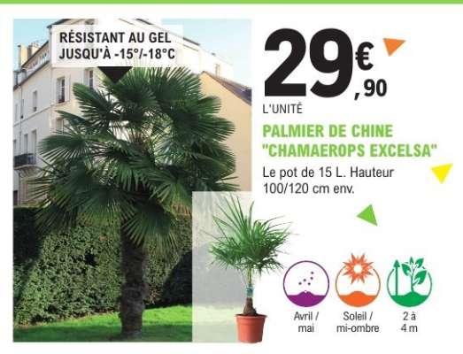 PALMIER DE CHINE "CHAMAEROPS EXCELSA"